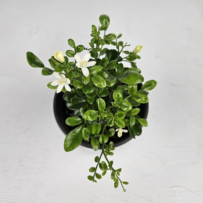 아비가든 오렌지자스민 소형 11 향기나는 식물 화분받침포함