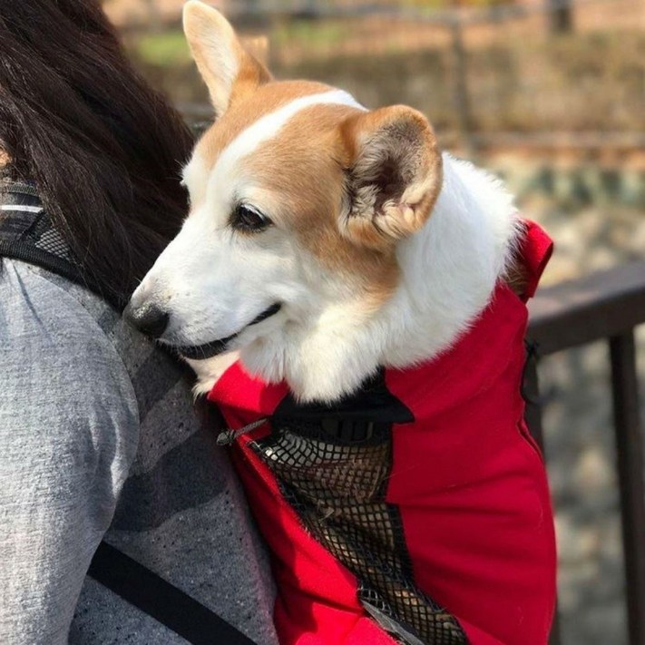 강아지포대기 중대형견 배낭형 이동가방 백팩