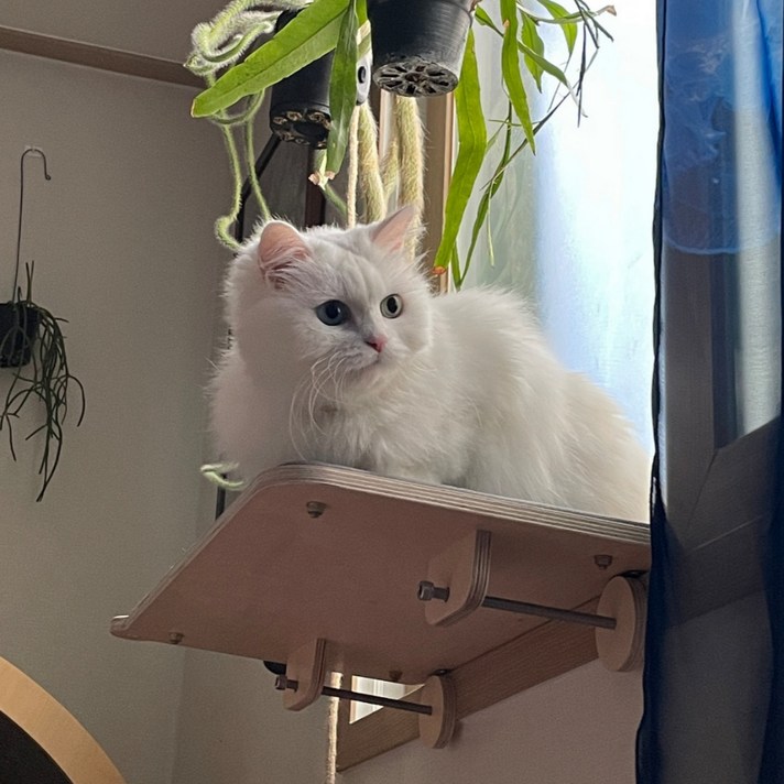 캣돌 고양이 창문 창틀 선반 해먹 캣타워, 대형그레이, 1개