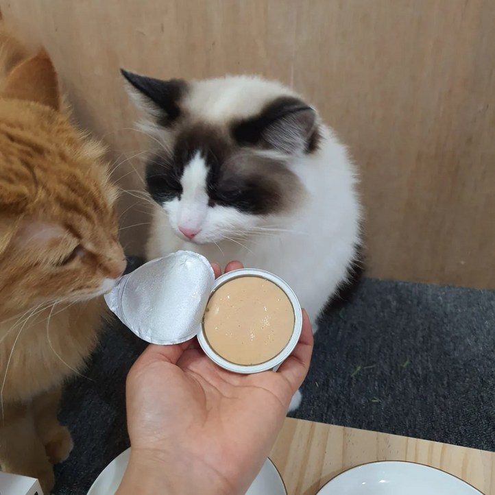 베러펫 레날 고양이캔 습식사료, 24개, 30g, 연어