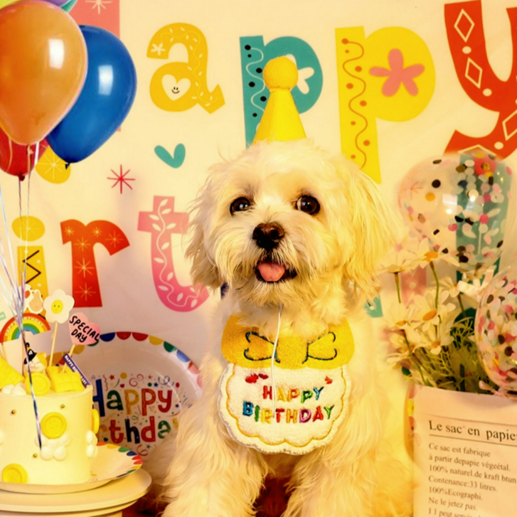 에든버러 강아지 생일 파티 용품 생일상 포토존 꼬깔 모자 고양이, 1개, 옐로우 패키지